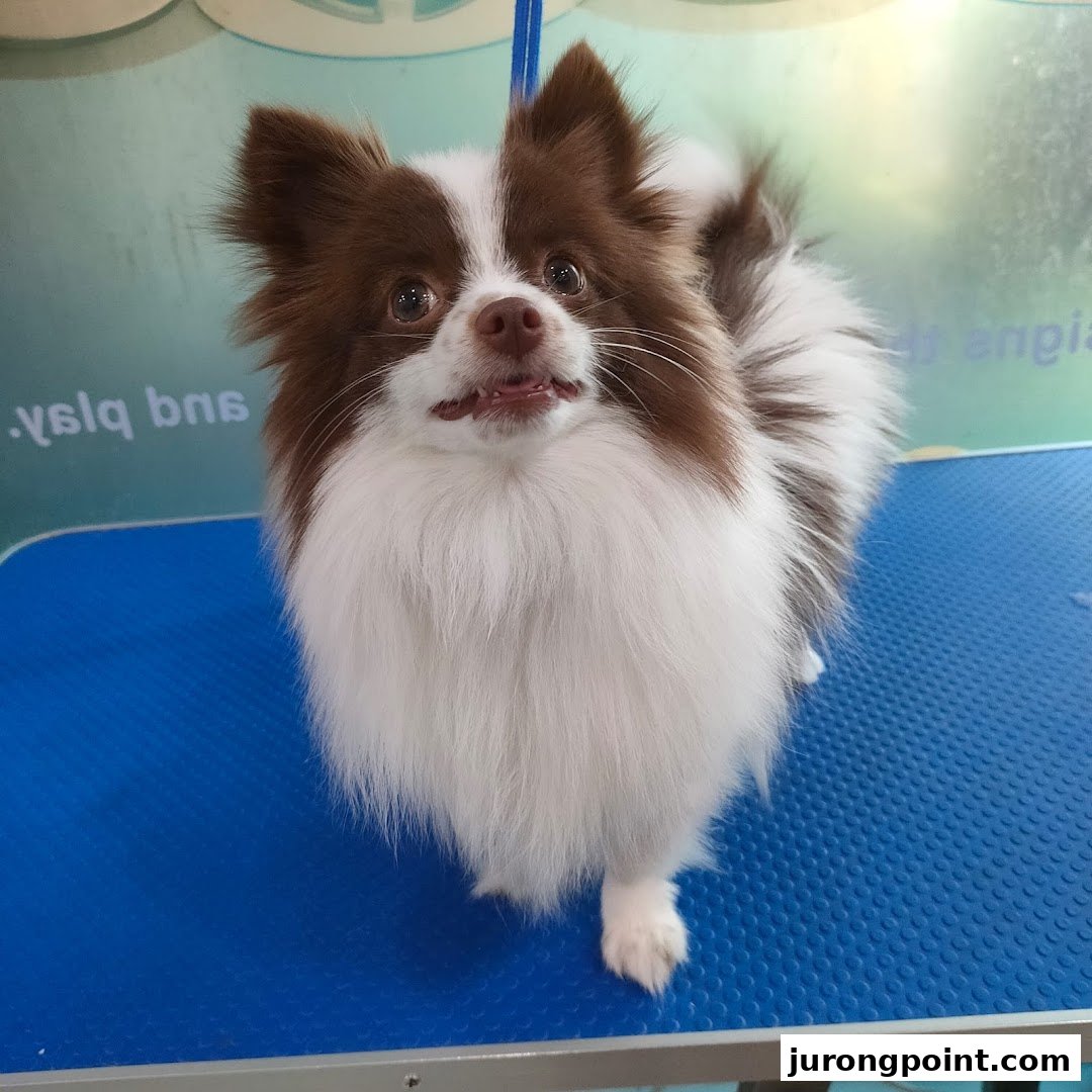A fluffy brown and white dog with an expressive face stands on a blue grooming table.