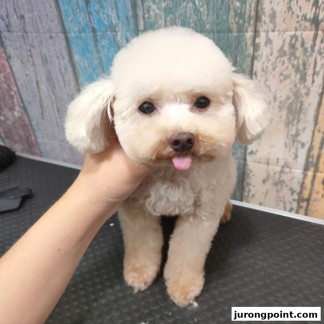 A freshly groomed small dog with its tongue out, held gently by a hand.