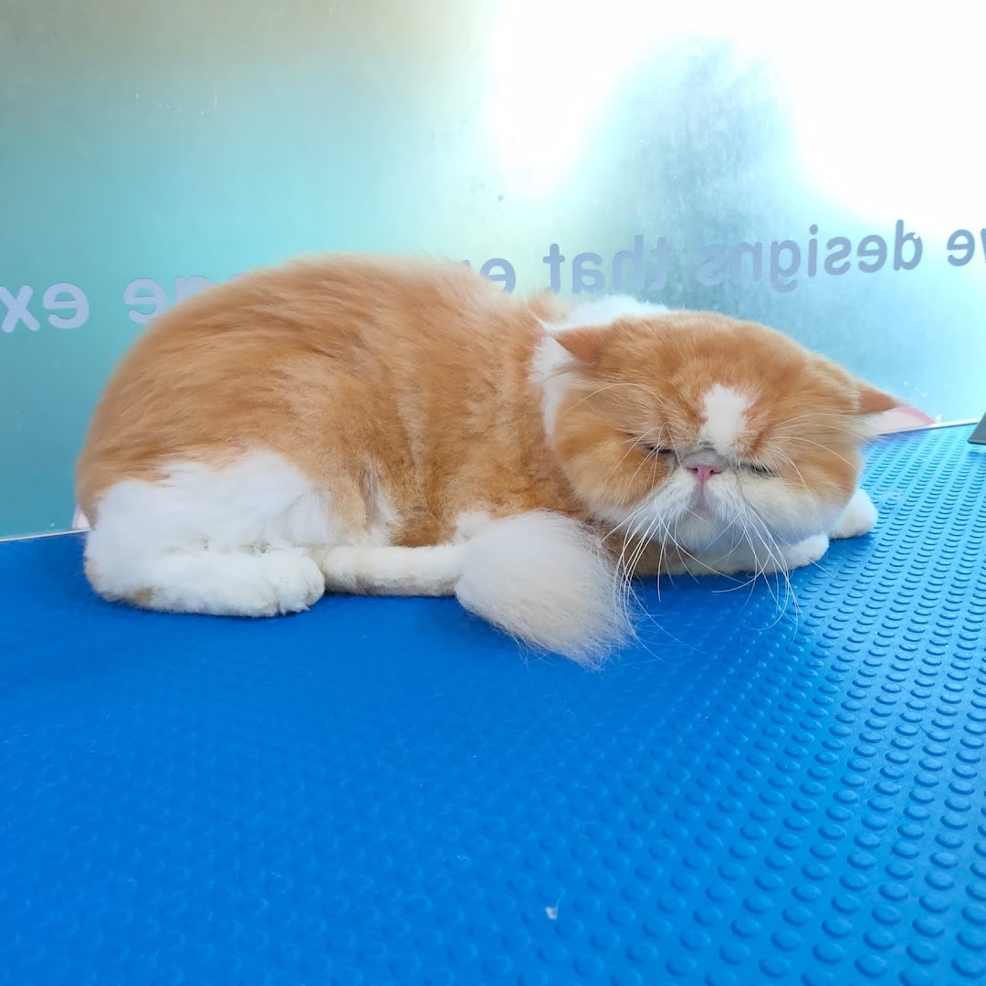 A fluffy ginger and white cat peacefully sleeps on a blue grooming mat at Pets Station.