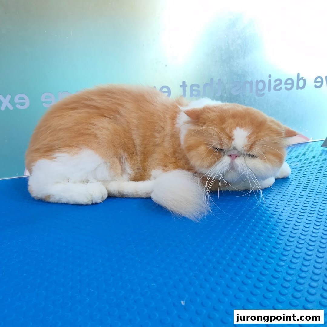 A fluffy ginger and white cat peacefully sleeps on a blue grooming mat at Pets Station.