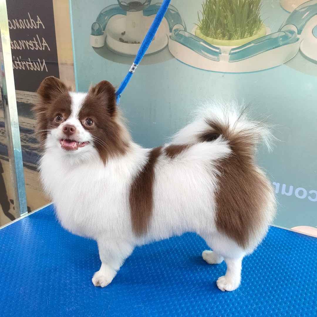 A fluffy brown and white dog stands on a blue grooming table.