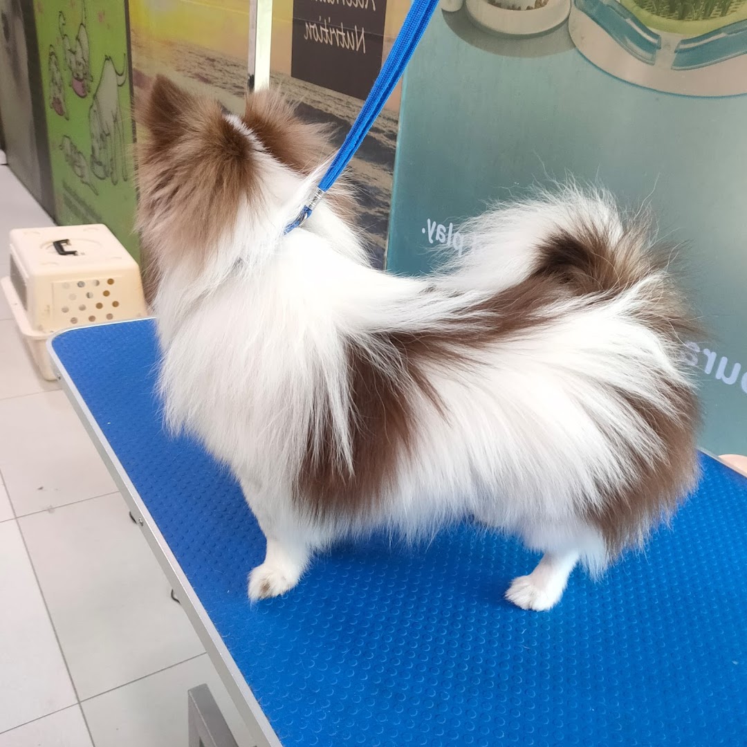 Pets Station image 23