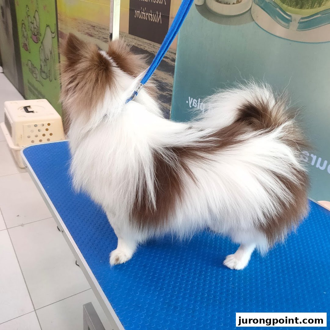 Pets Station image 23