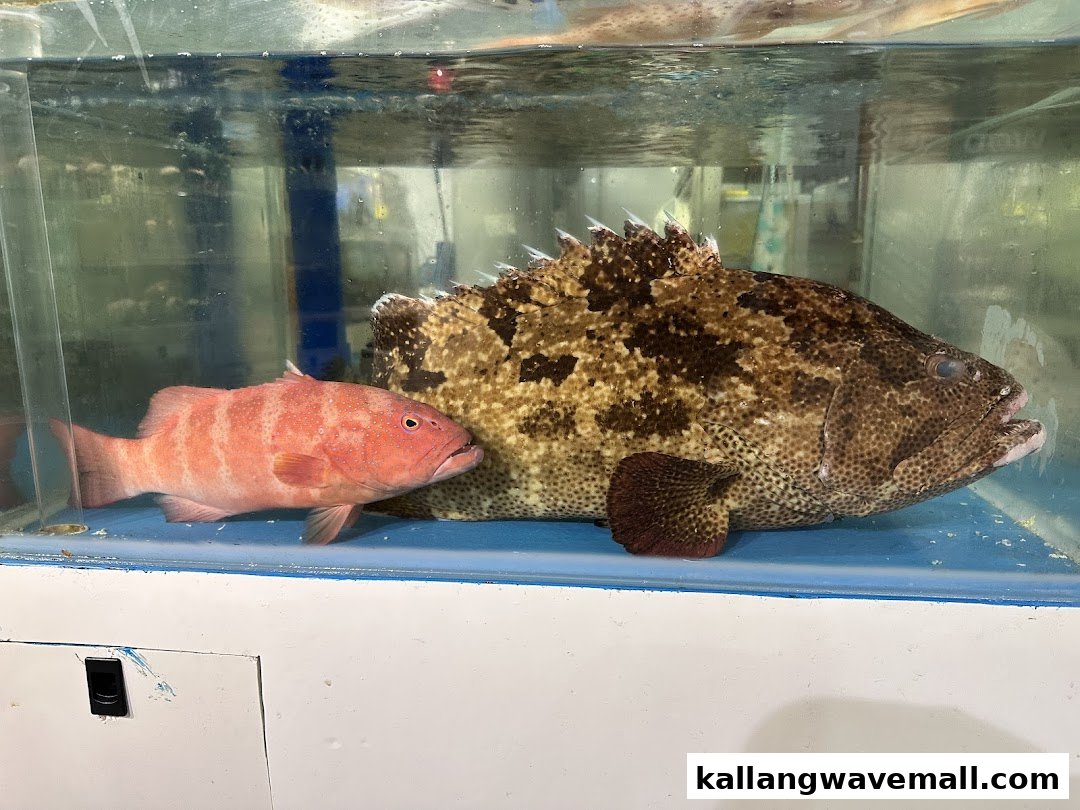 Two live fish, a large brown grouper and a smaller red fish, in a clear seafood tank.
