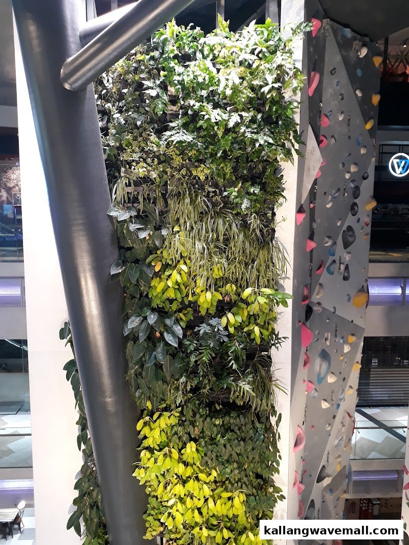A vibrant green wall stands beside a grey climbing wall with colorful holds inside Walltopia Climb Central.