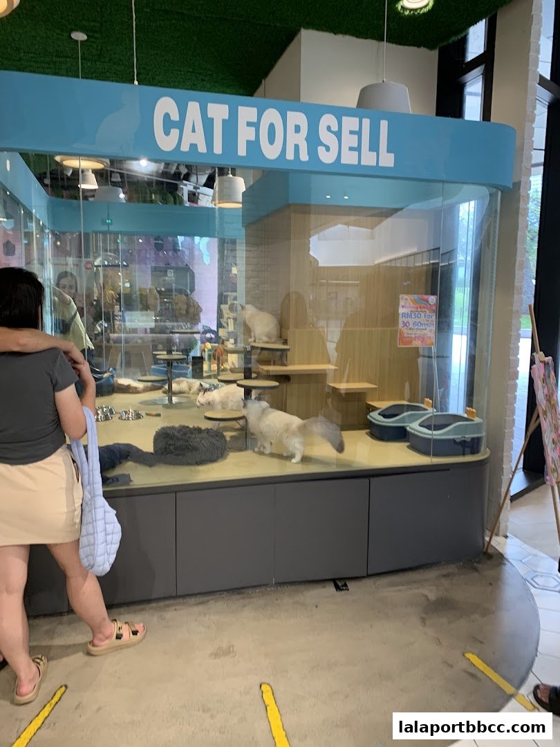 A pet shop display featuring several cats in a clean, modern enclosure.