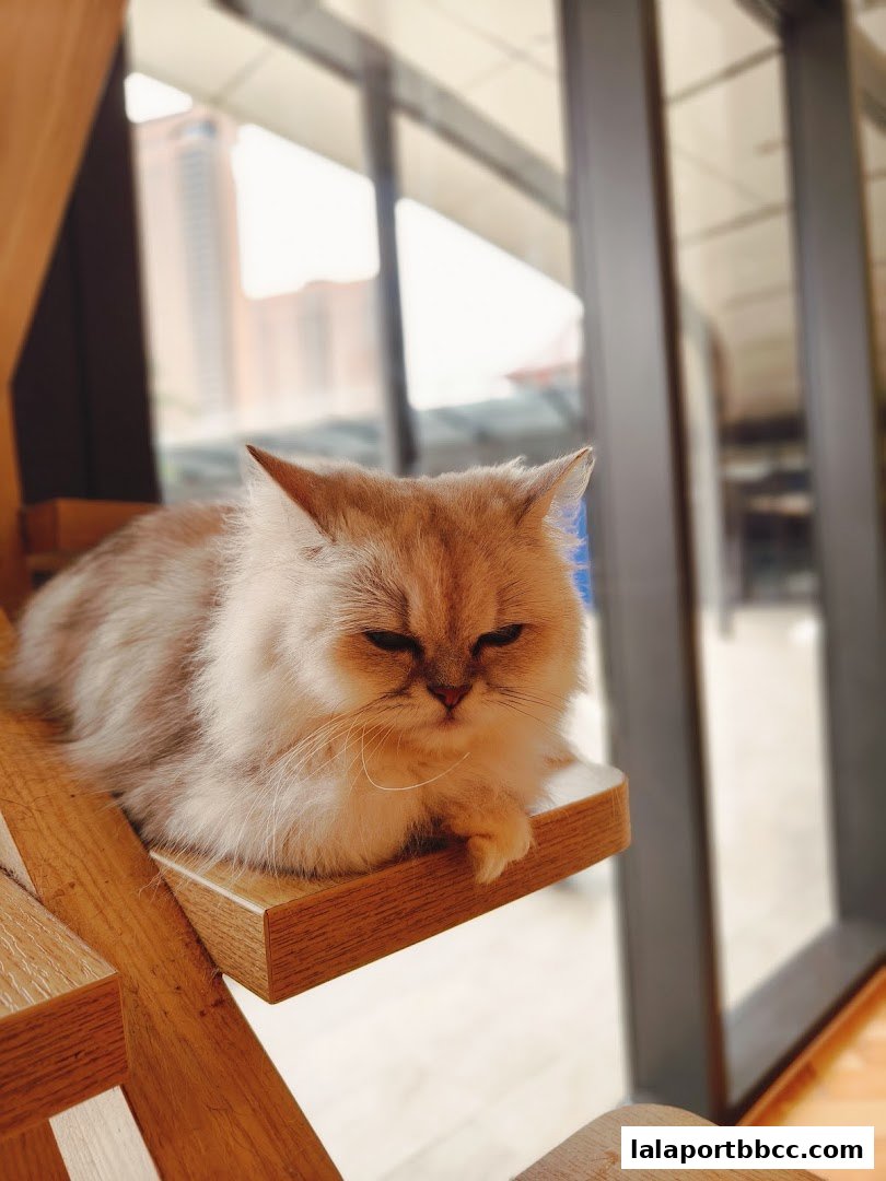 A fluffy cat with golden fur rests on a wooden shelf, looking relaxed.