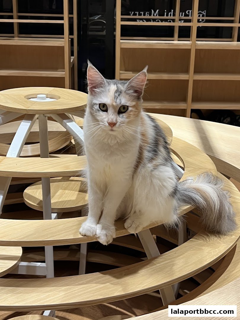 A fluffy cat sits on a wooden structure in a brightly lit cafe.