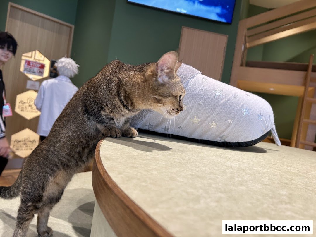 A tabby cat stands on a table next to a star-patterned pillow, with people and a bunk bed in the background.