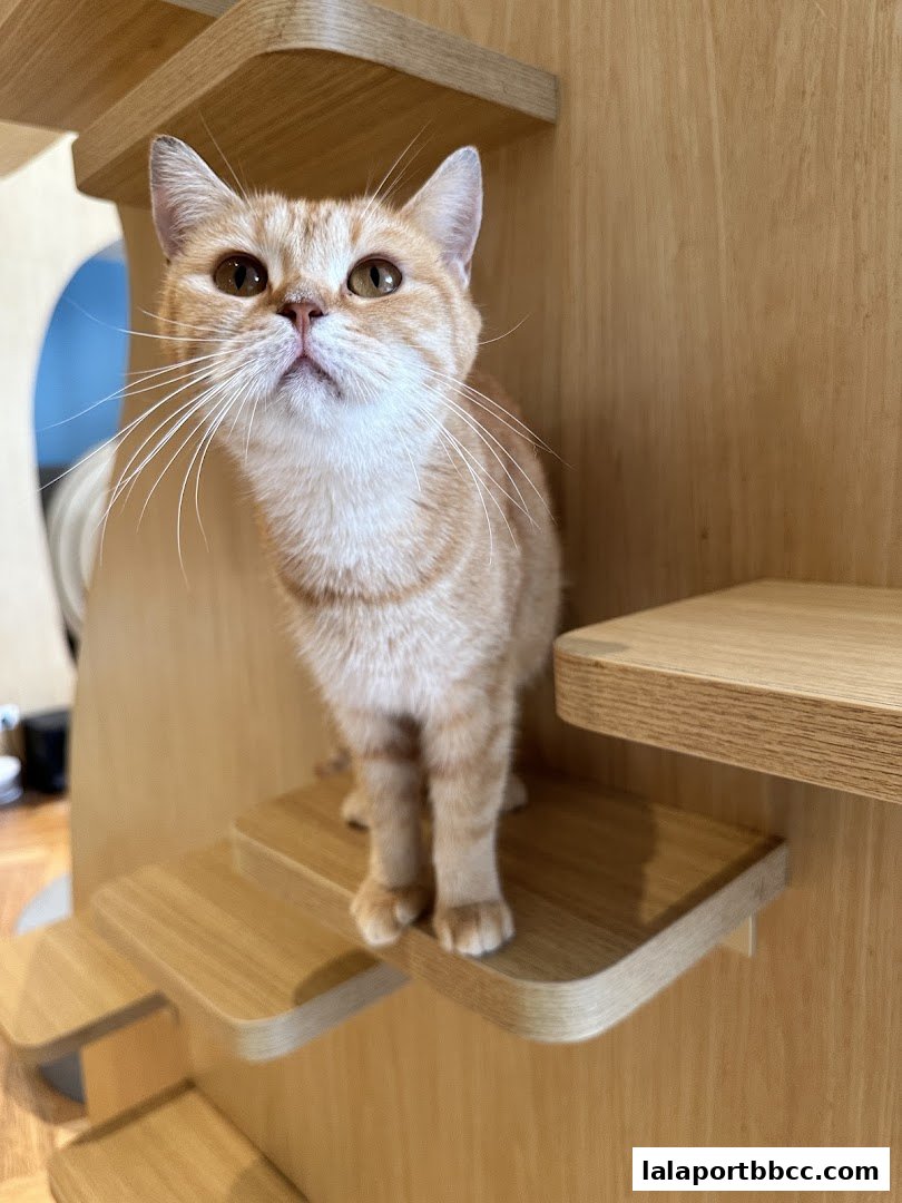 A cute orange tabby cat sits on a wooden multi-level cat tree.