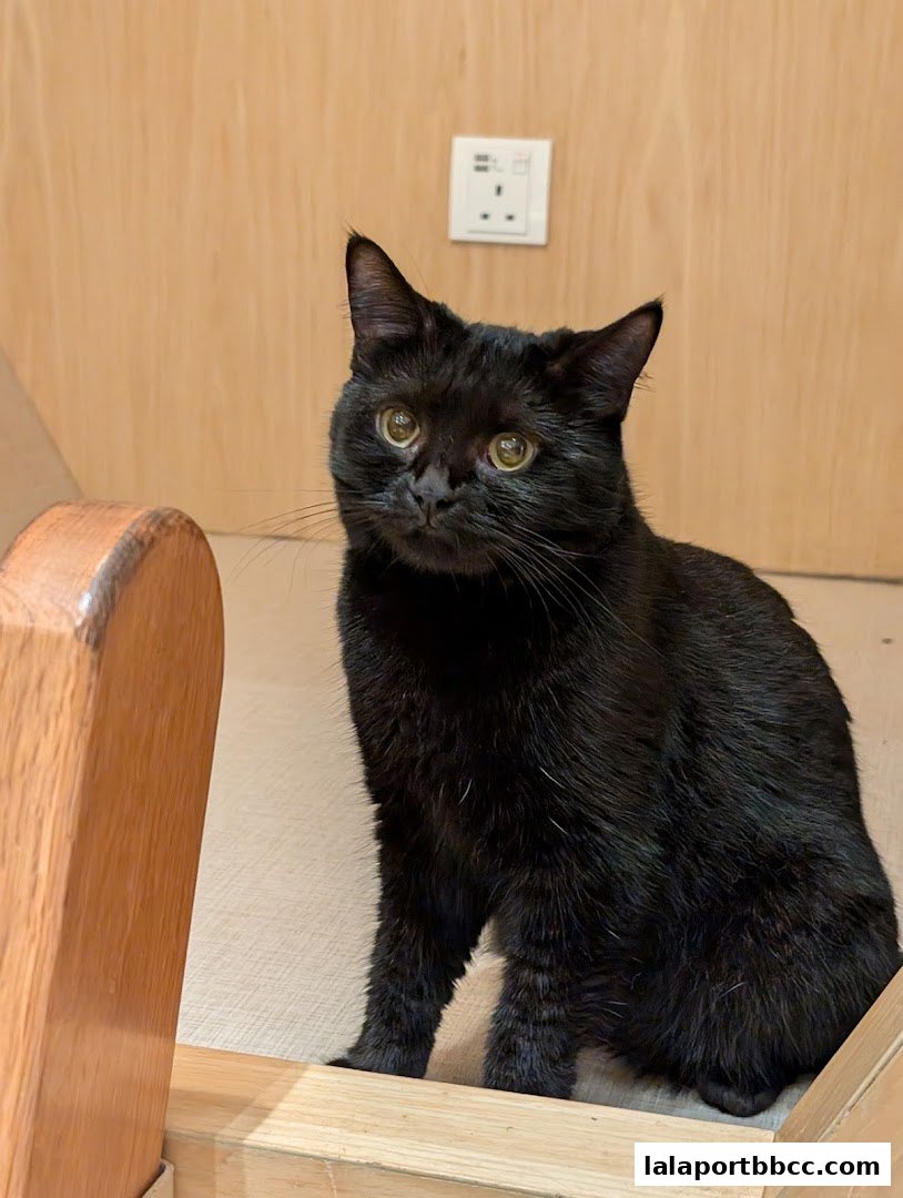 A fluffy black cat with bright eyes sits on a wooden surface in a cozy cafe.