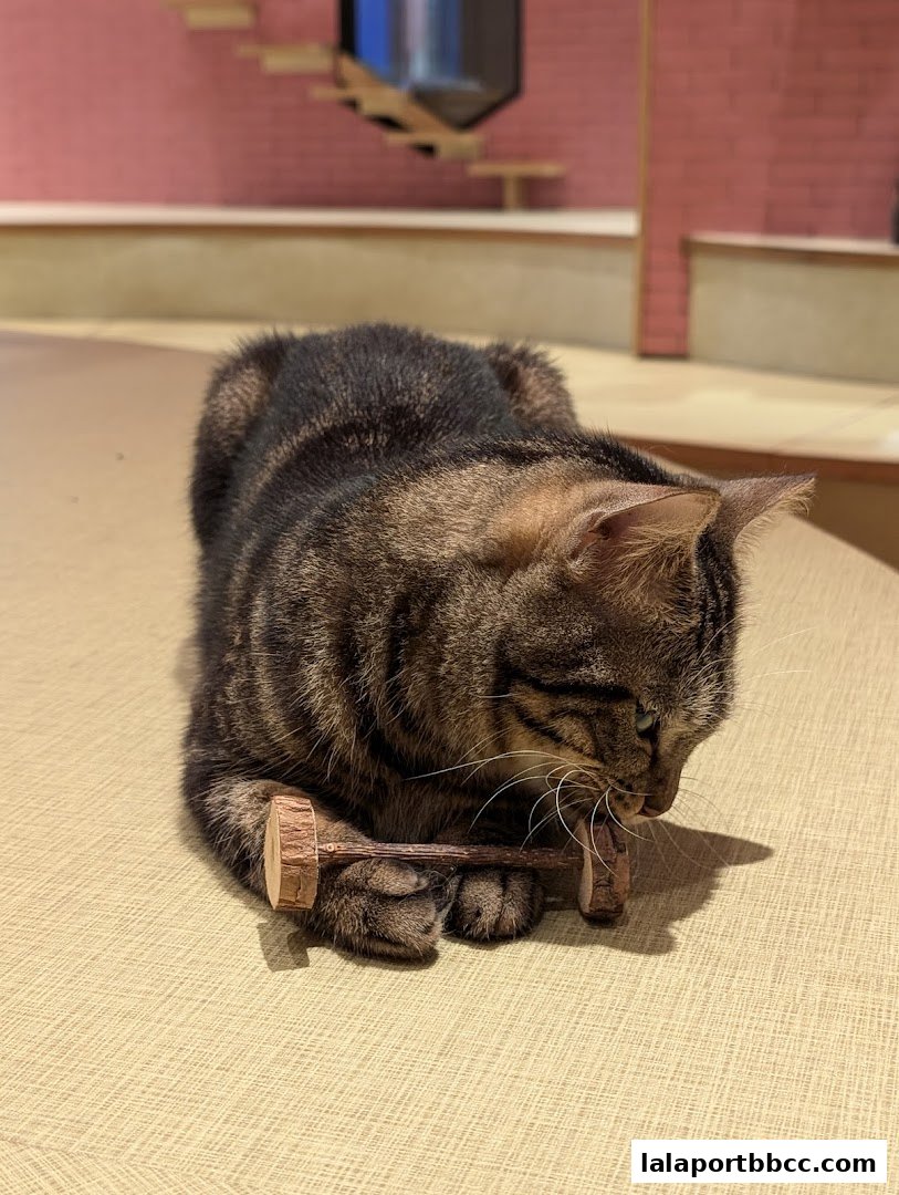 A tabby cat lies on a textured surface, chewing on a wooden toy.