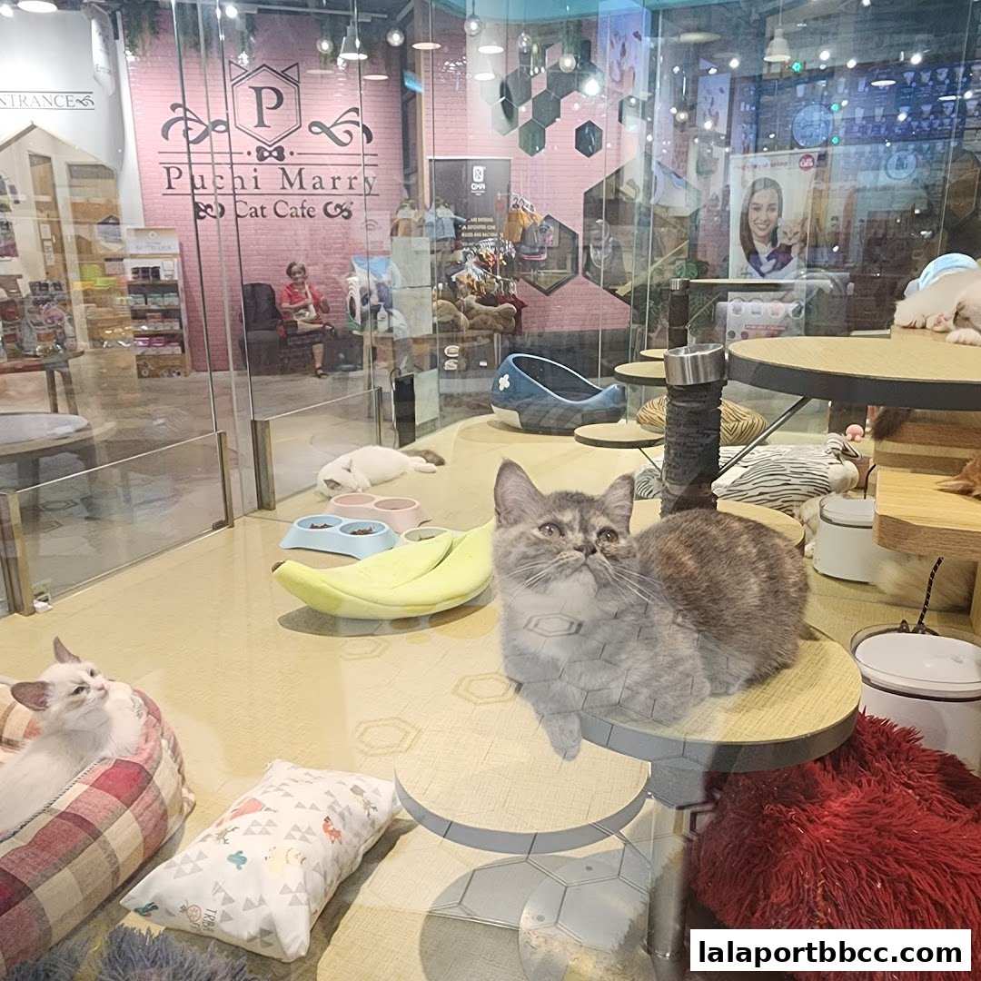 A cat cafe interior with several cats relaxing and playing among cat-themed furniture and toys.