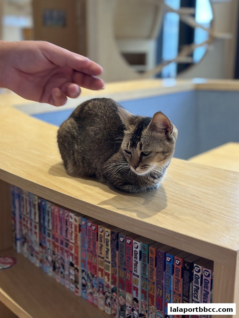 A cat rests on a shelf filled with manga volumes, with a hand reaching out to pet it.