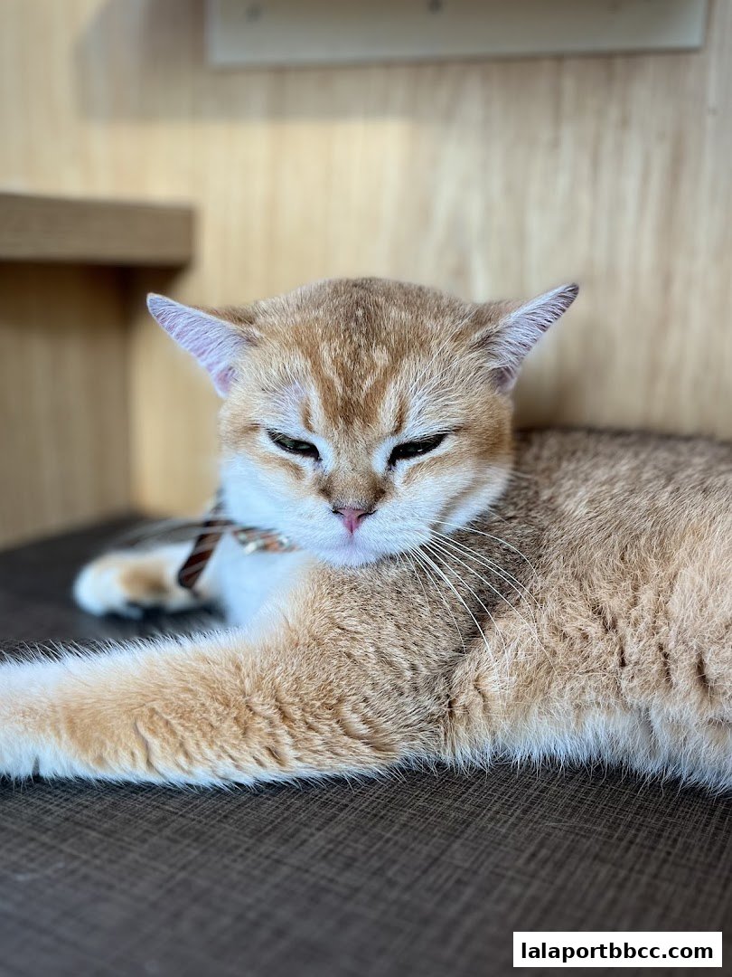 A close-up of a fluffy golden cat with green eyes resting comfortably.