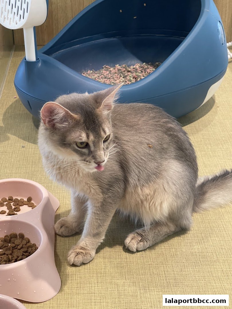 A grey cat sits next to a food bowl and a litter box.