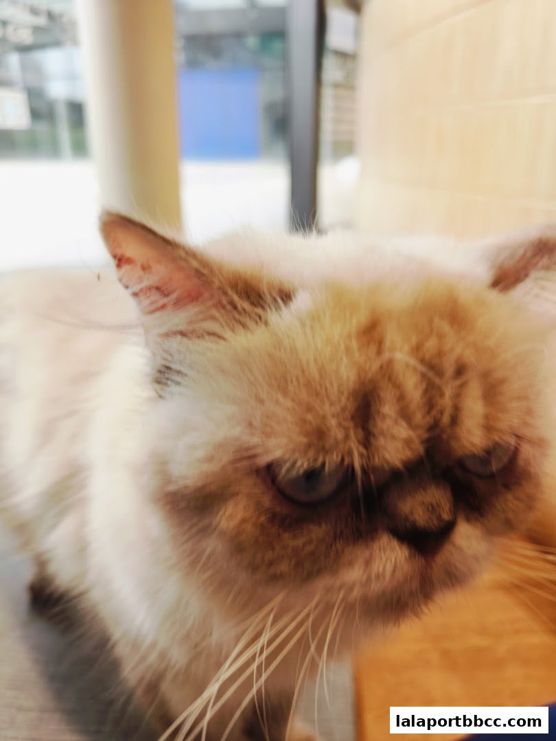 A close-up of a fluffy cat with striking blue eyes and a grumpy expression.