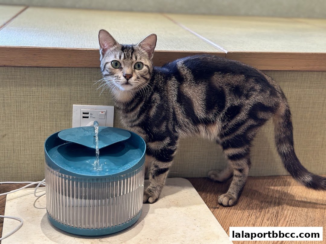 A tabby cat stands next to a blue pet water fountain with water flowing.