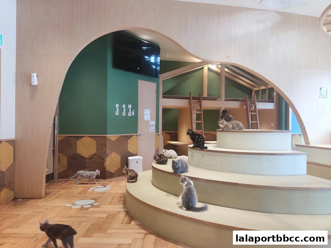 Cats relaxing and playing in a multi-level, modern cat cafe with wooden structures.