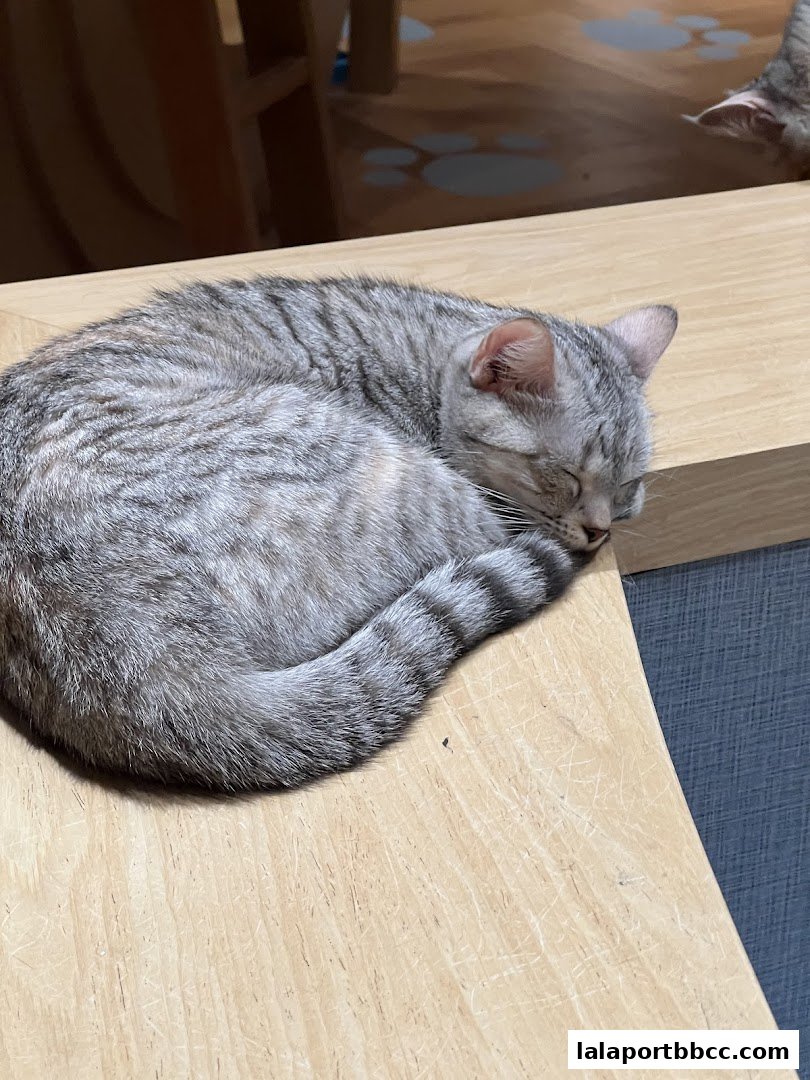 A fluffy grey cat is curled up asleep on a wooden surface.