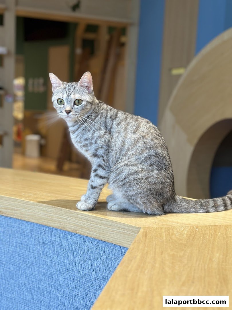 A cute tabby cat with green eyes sits on a wooden surface in a bright, modern cafe.