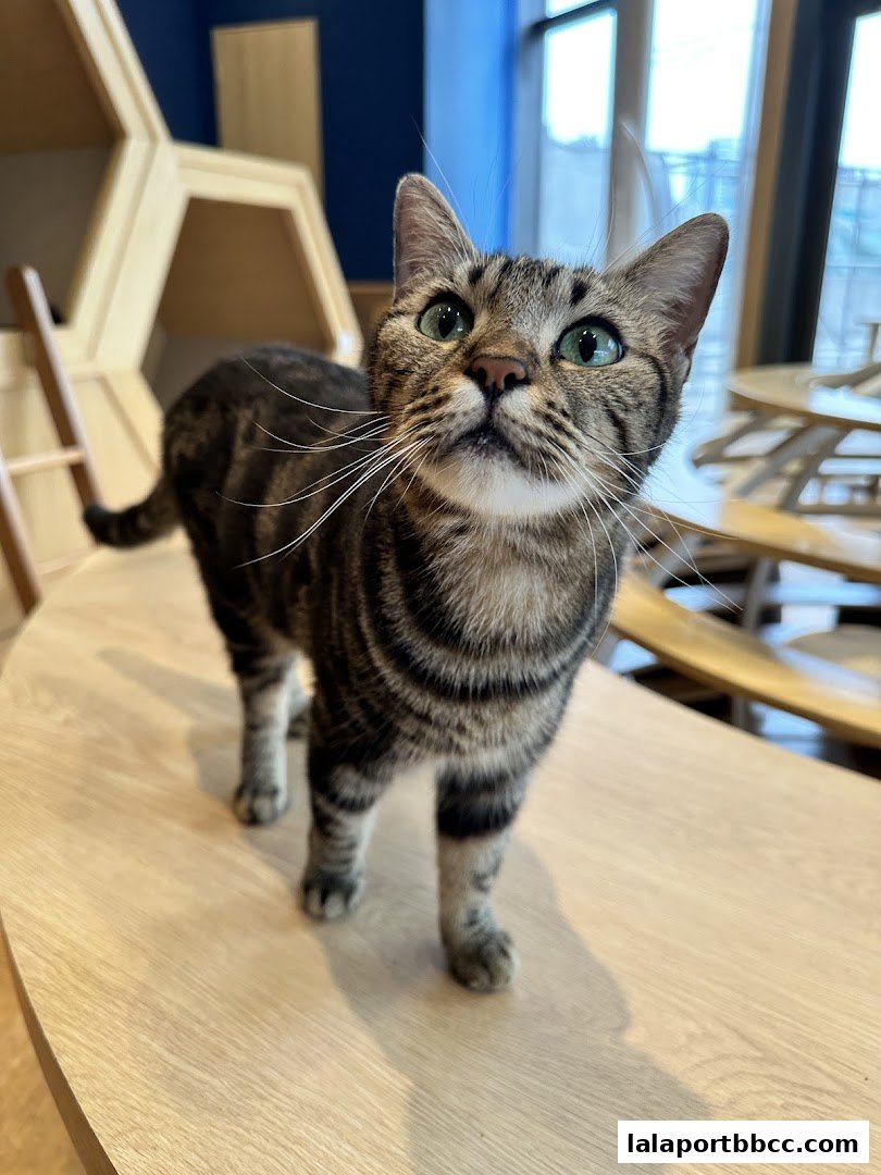 A tabby cat with green eyes stands on a wooden table in a cat cafe.