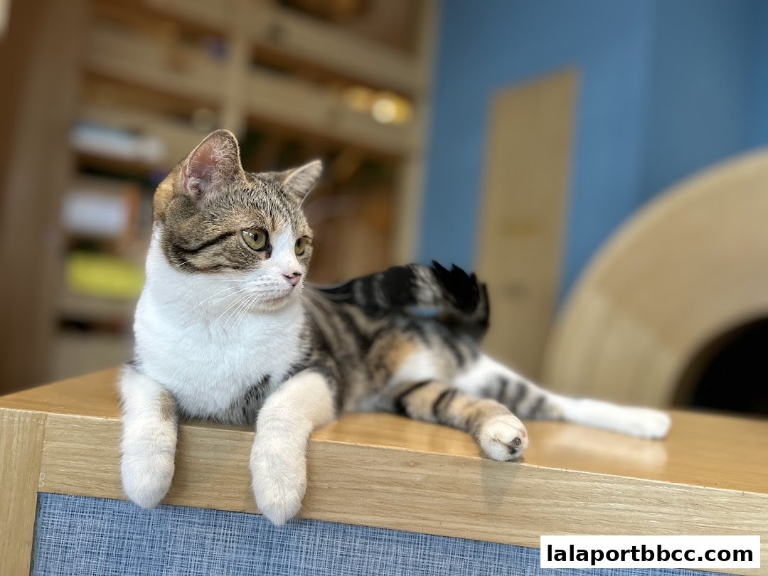 A tabby and white cat lounges on a wooden surface in a pet shop.