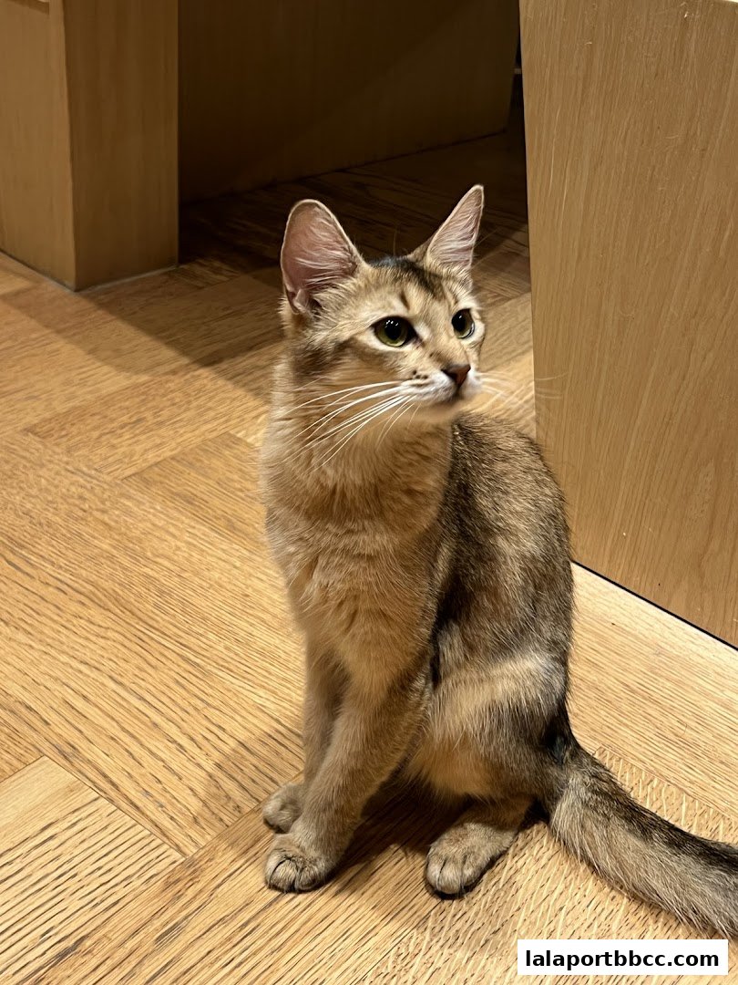 A cute cat with green eyes sits on a wooden floor, looking to the side.