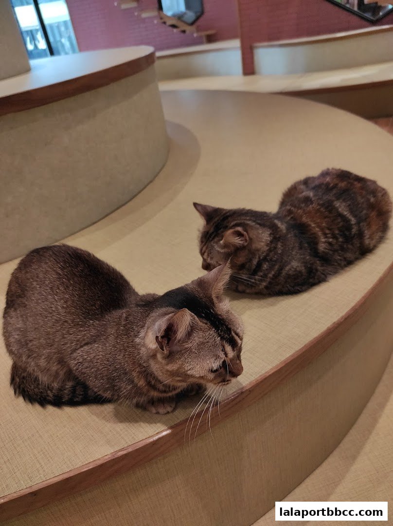 Two tabby cats are resting on a curved bench inside a cafe.