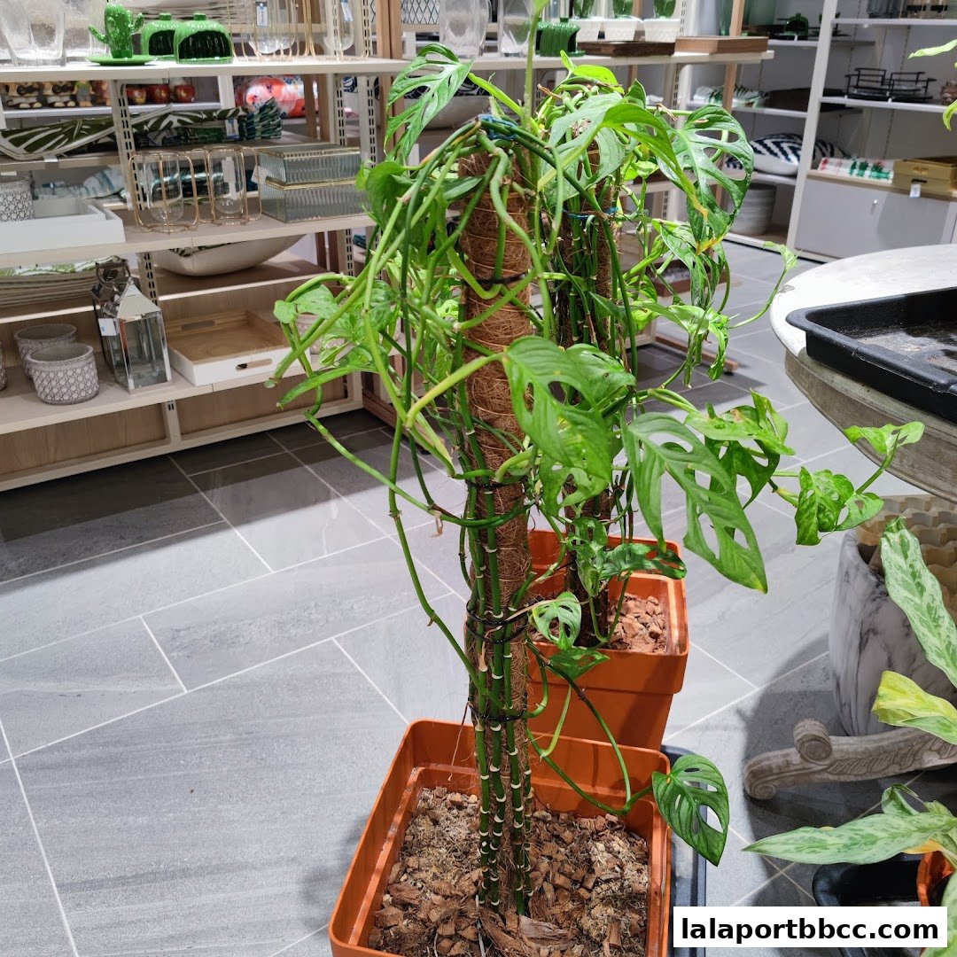 A large Monstera Adansonii plant on a moss pole in a retail store.