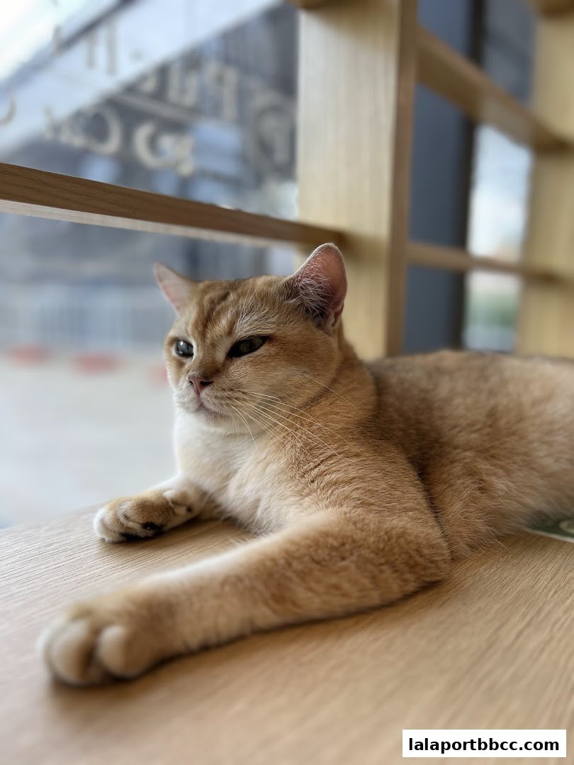 A fluffy golden cat lounges on a wooden surface, looking out a window.