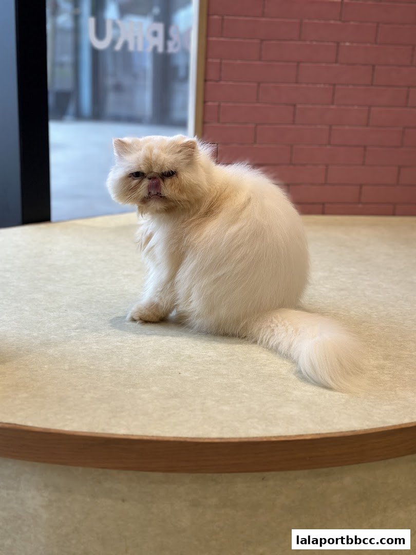 A fluffy white cat sits on a table, looking towards the camera with its tongue out.