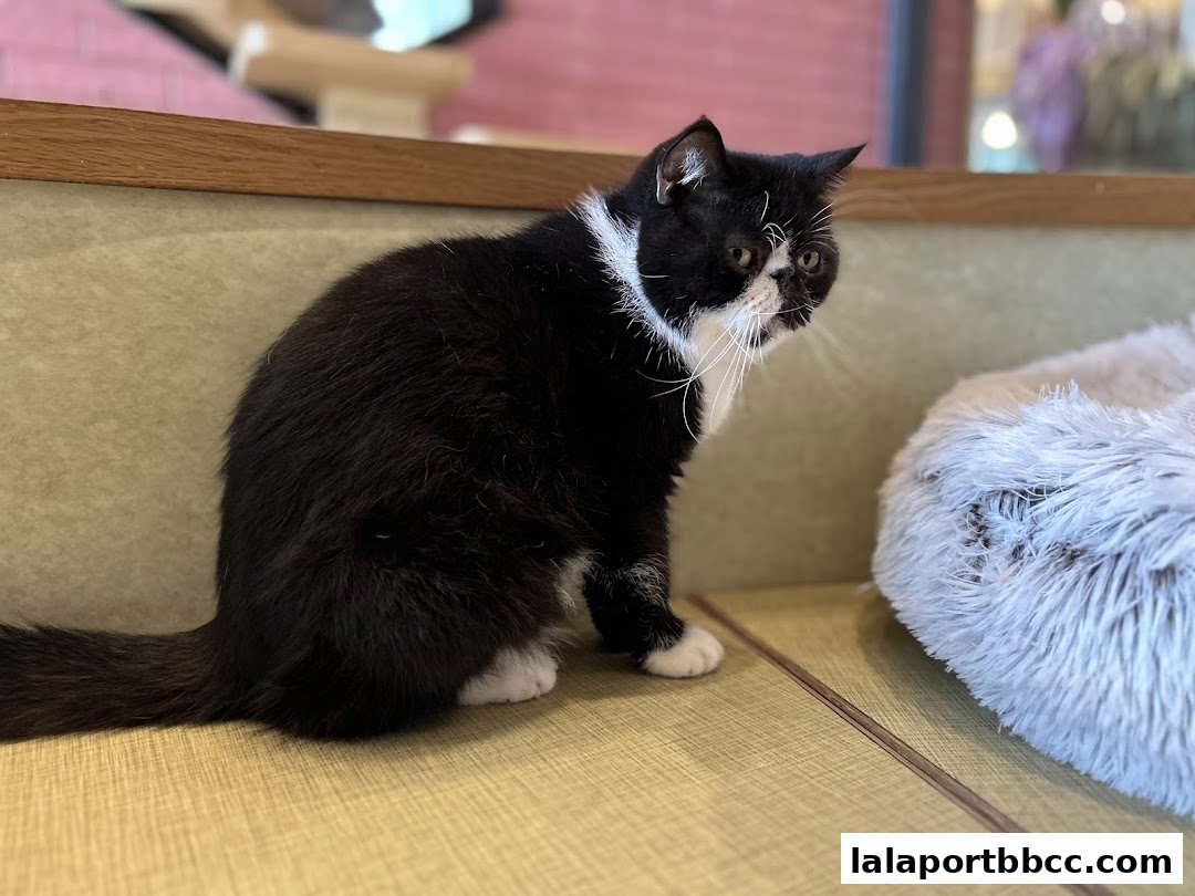 A black and white cat sits on a mat next to a fluffy pet bed.