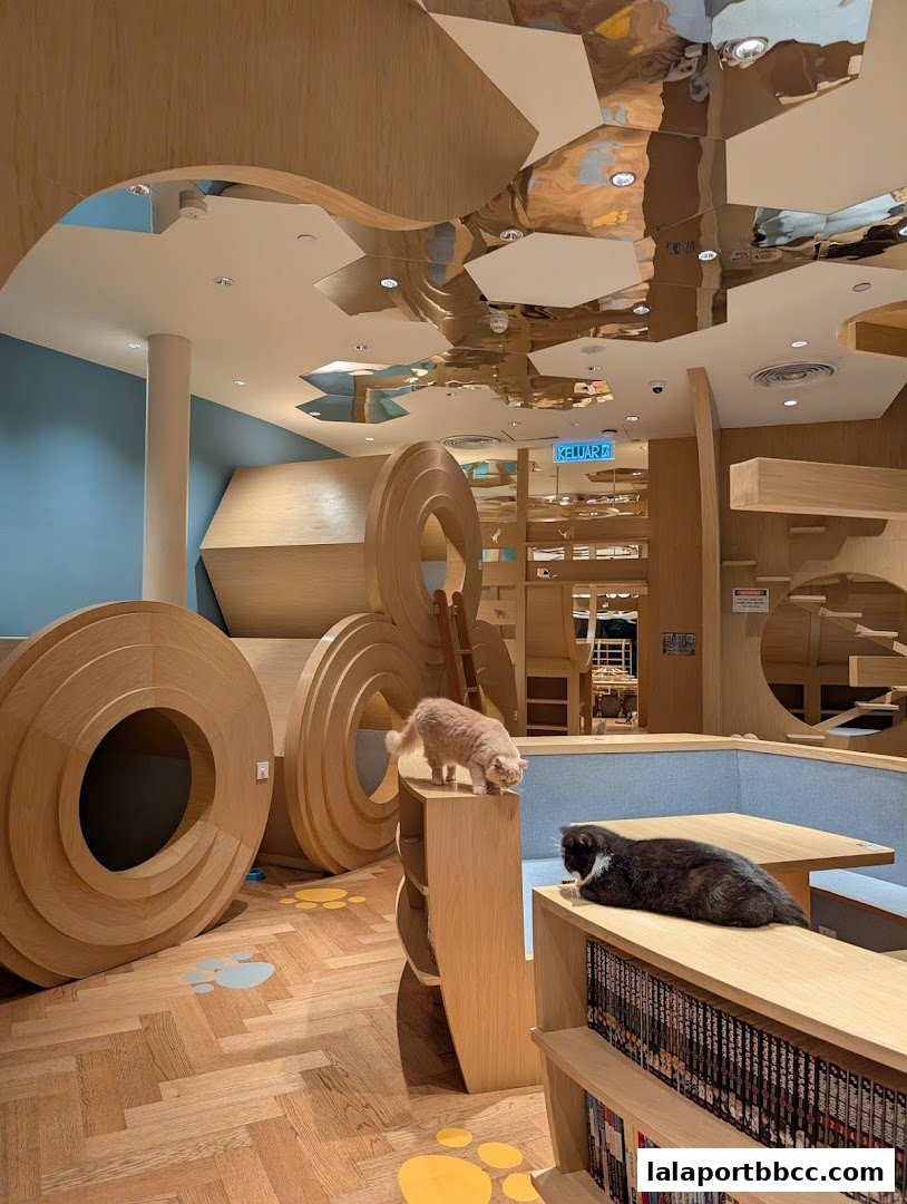 Two cats explore a modern cat cafe with wooden play structures and a reflective ceiling.