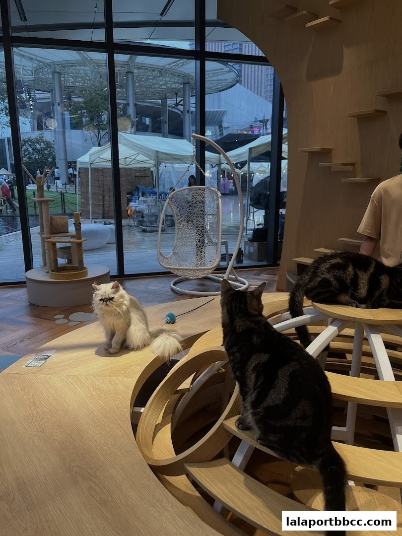 Cats relaxing in a modern, wooden cat cafe with large windows overlooking an outdoor market.