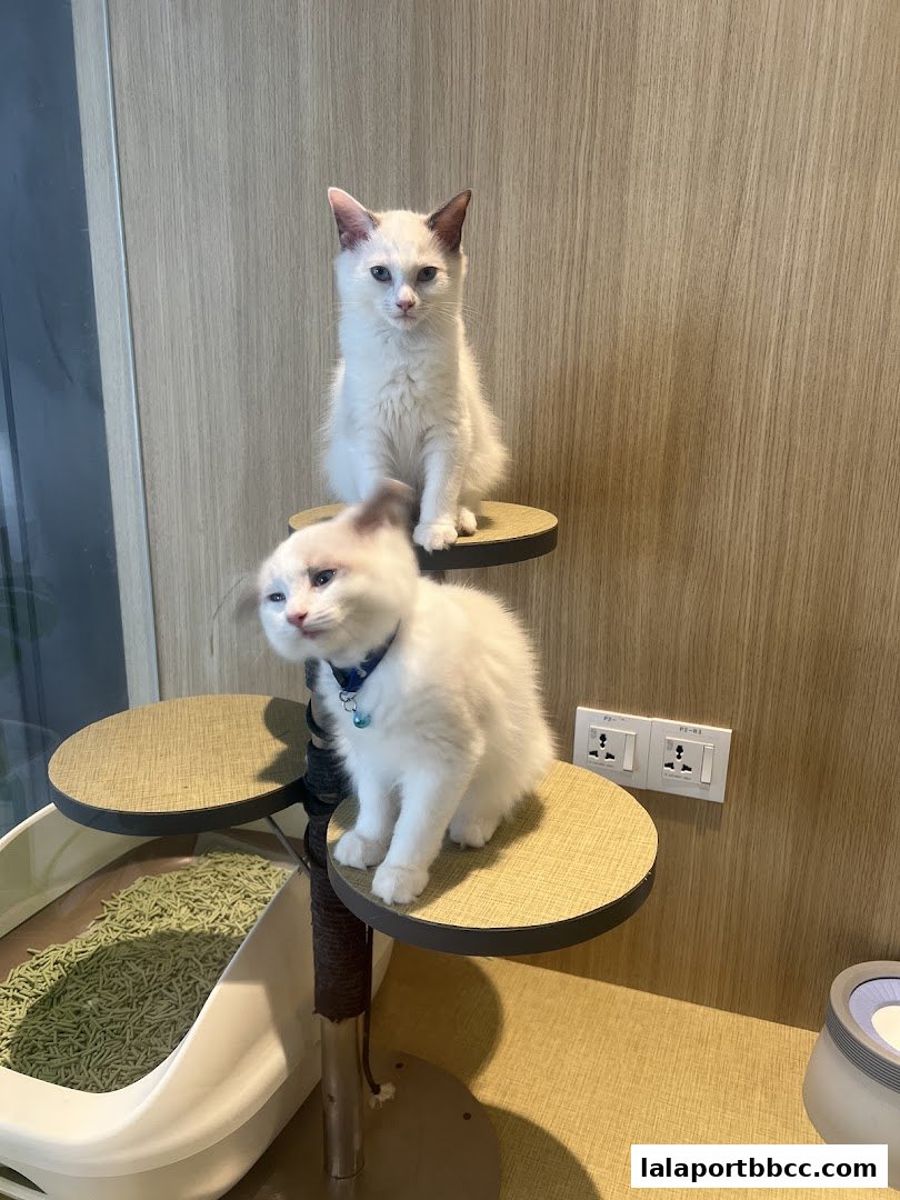 Two fluffy white kittens sit on a multi-level cat tree in a cozy cafe setting.