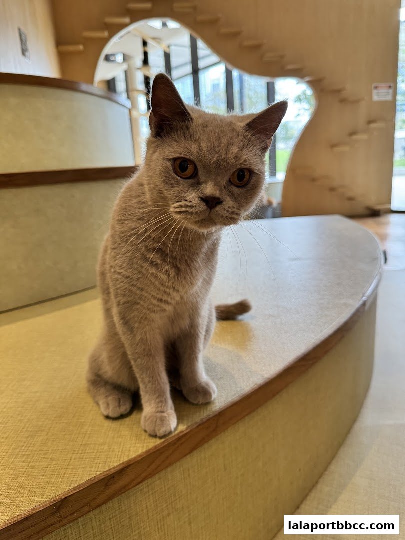 A cute, light brown cat sits on a curved bench in a modern pet-friendly space.