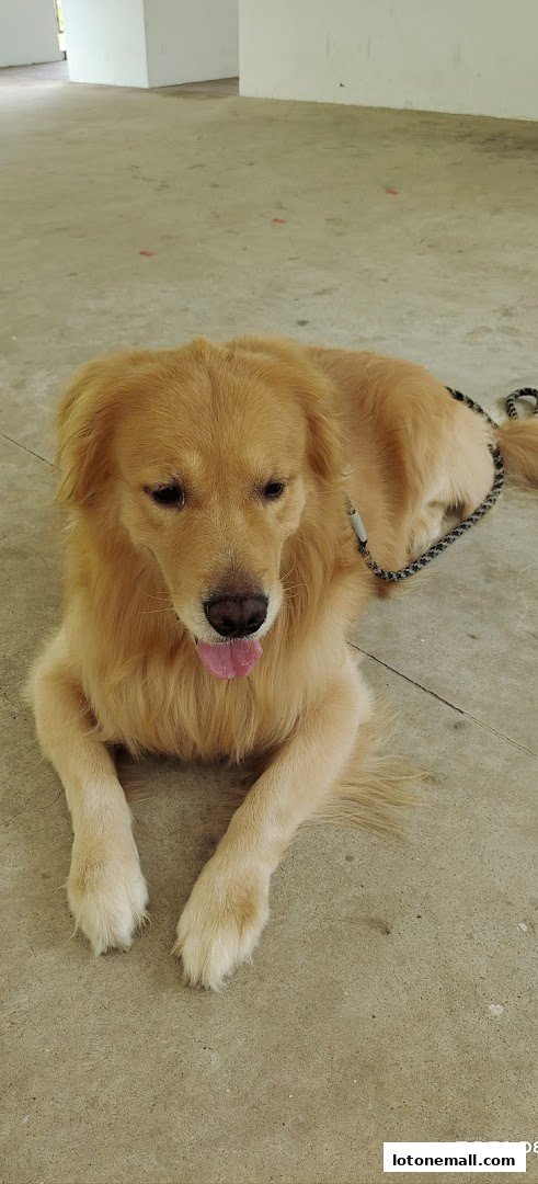 A golden retriever dog is lying down on a concrete floor with its tongue slightly out.