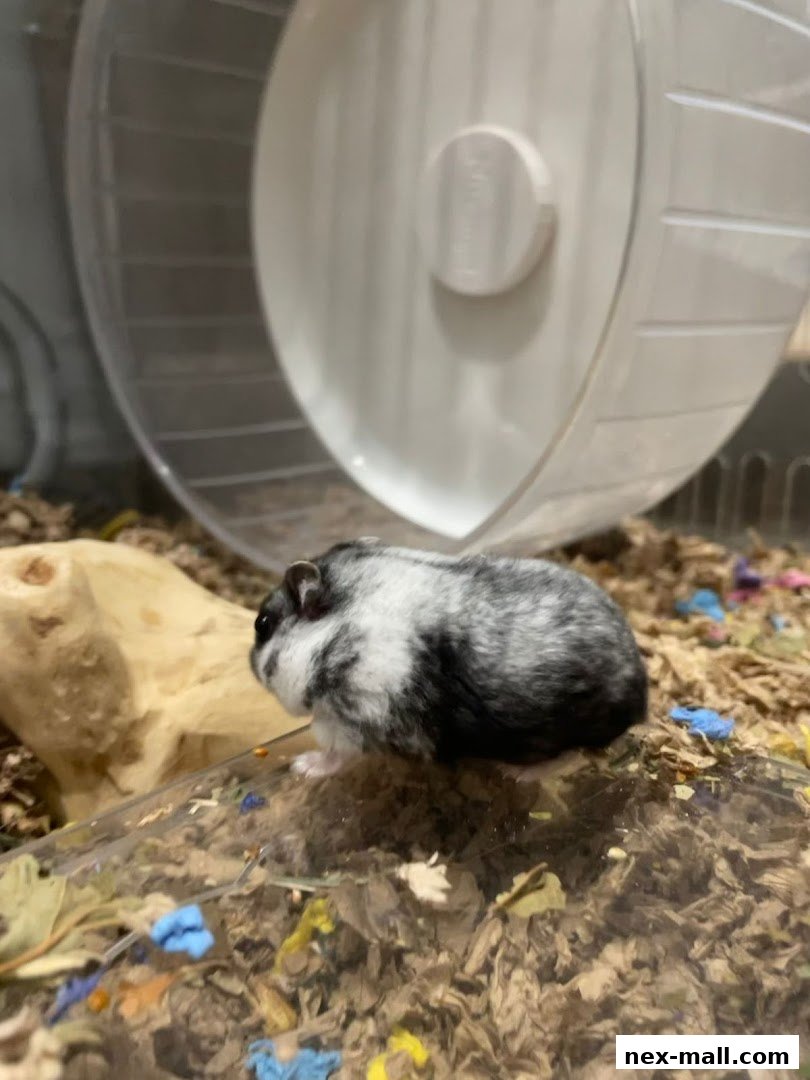 A cute hamster sits next to a running wheel in its enclosure.