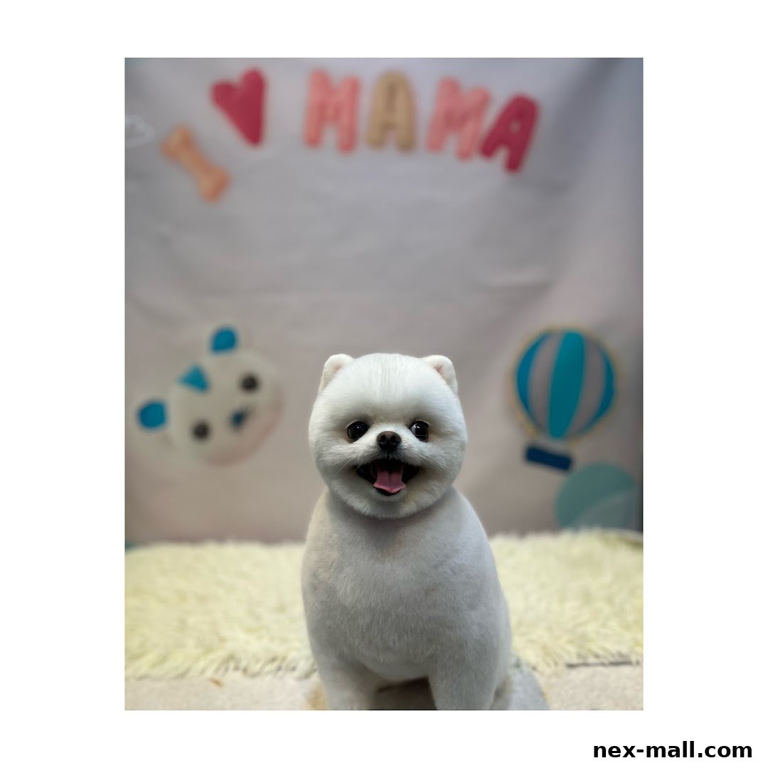 A fluffy white Pomeranian dog sits on a cream rug with a festive backdrop.