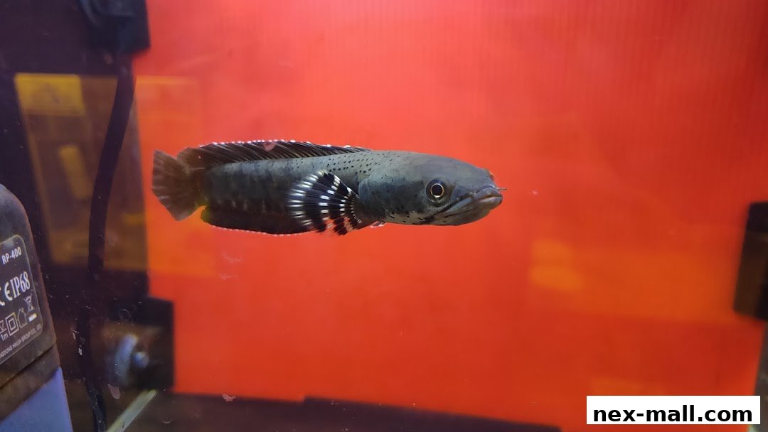 A close-up shot of a dark-colored fish with white stripes on its fins swimming in an aquarium.
