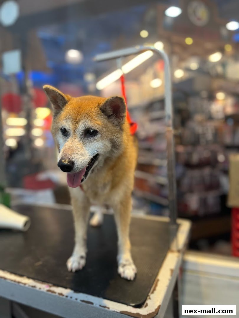 A happy dog stands on a grooming table, ready for a pampering session.