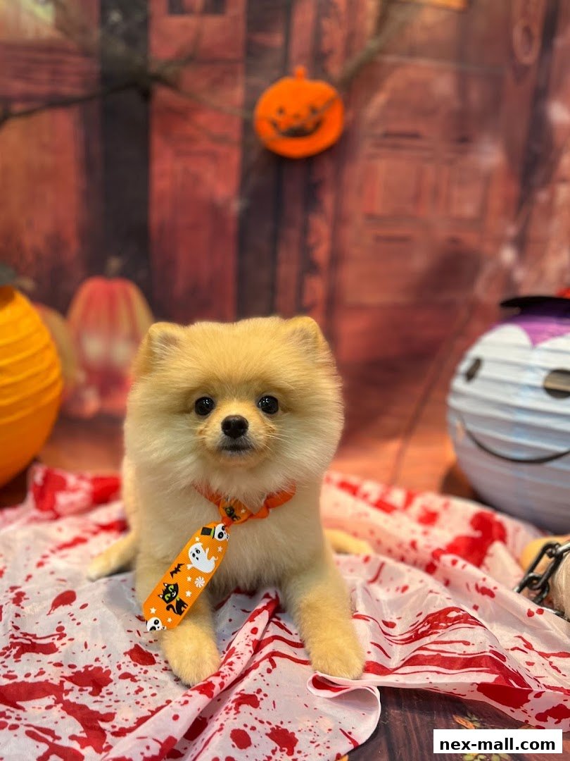 A cute Pomeranian dog wearing a Halloween-themed tie sits on a bloody cloth with festive decorations.