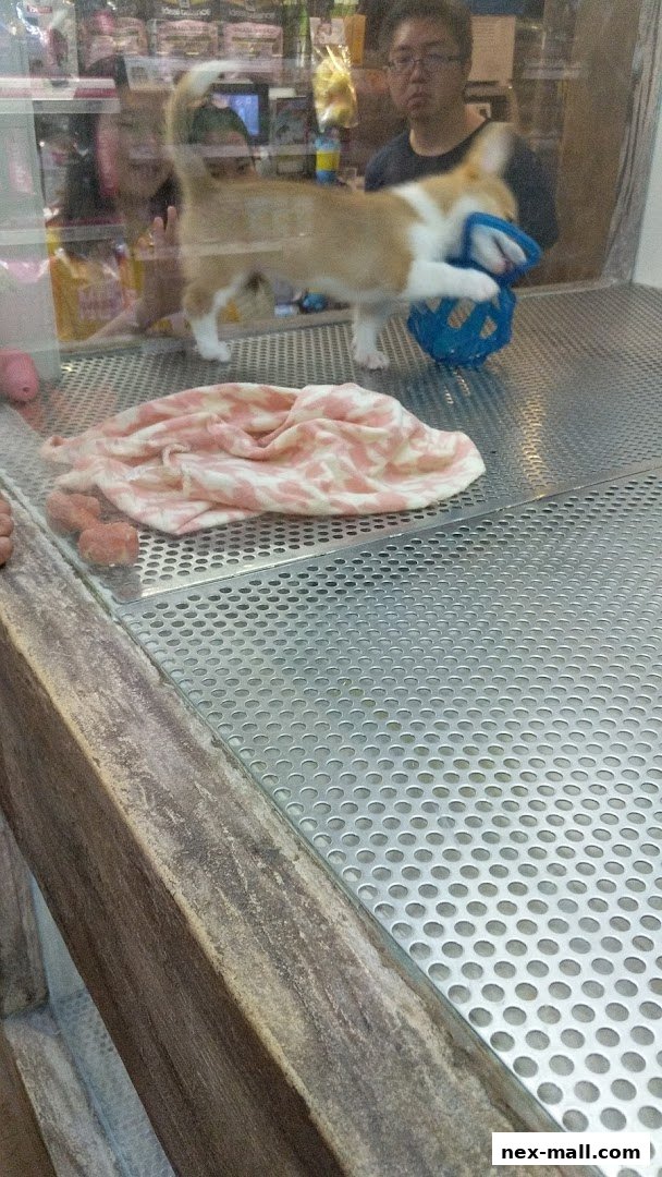 A corgi puppy plays with a blue toy inside a pet store display.
