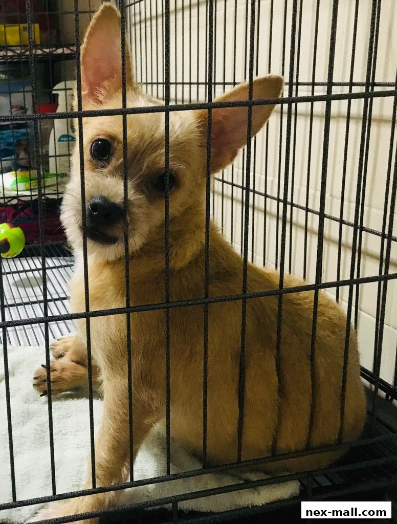 A small, tan dog with large ears sits in a black cage, looking at the camera.