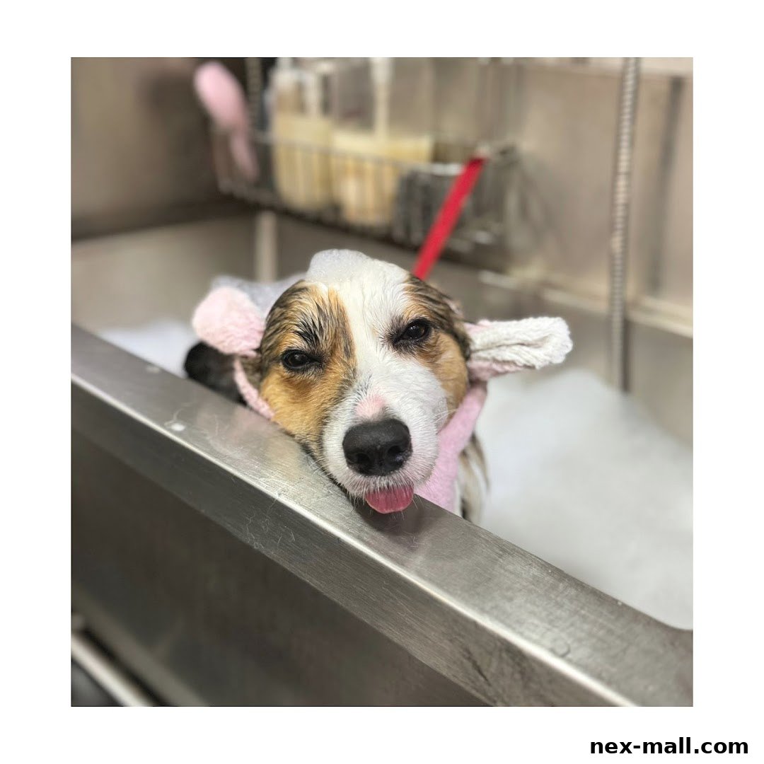 A corgi dog with pink ear covers rests its head on a grooming tub edge.