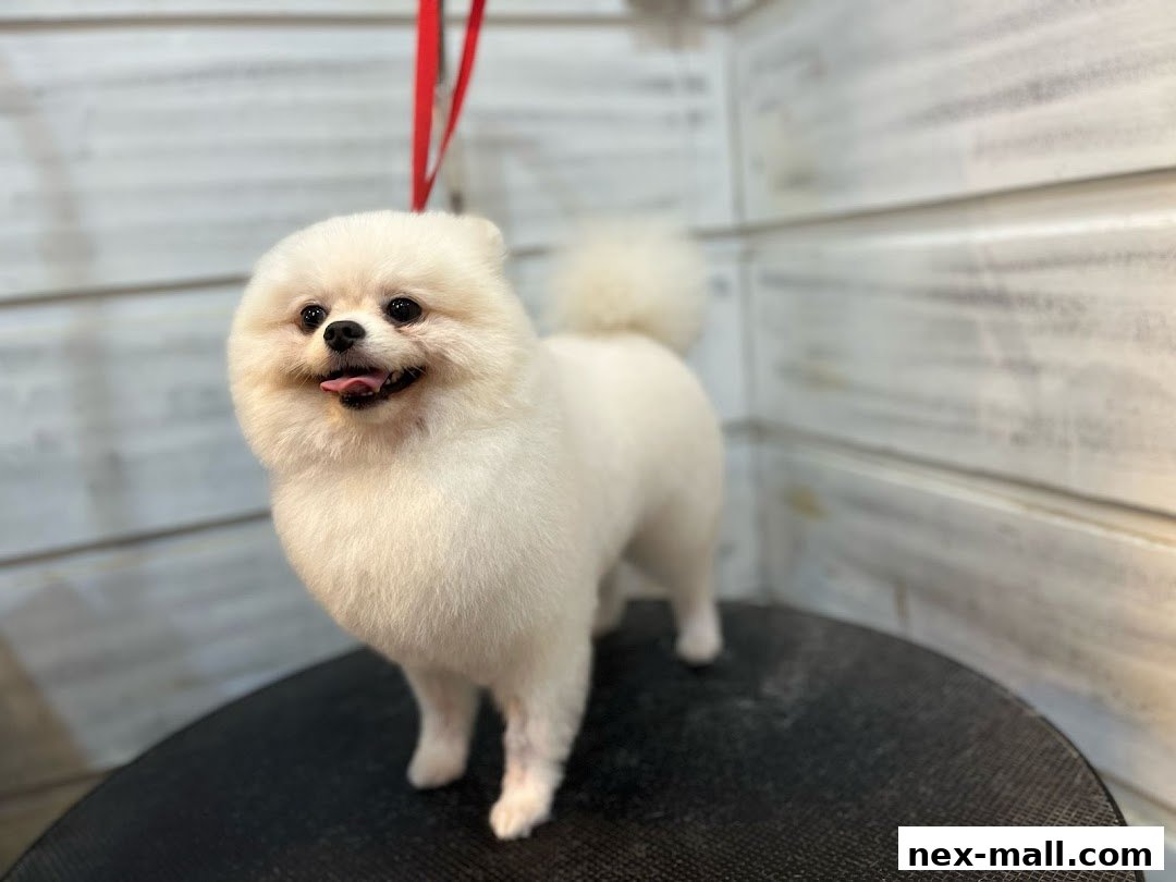 A fluffy white Pomeranian dog stands on a grooming table, looking happy.