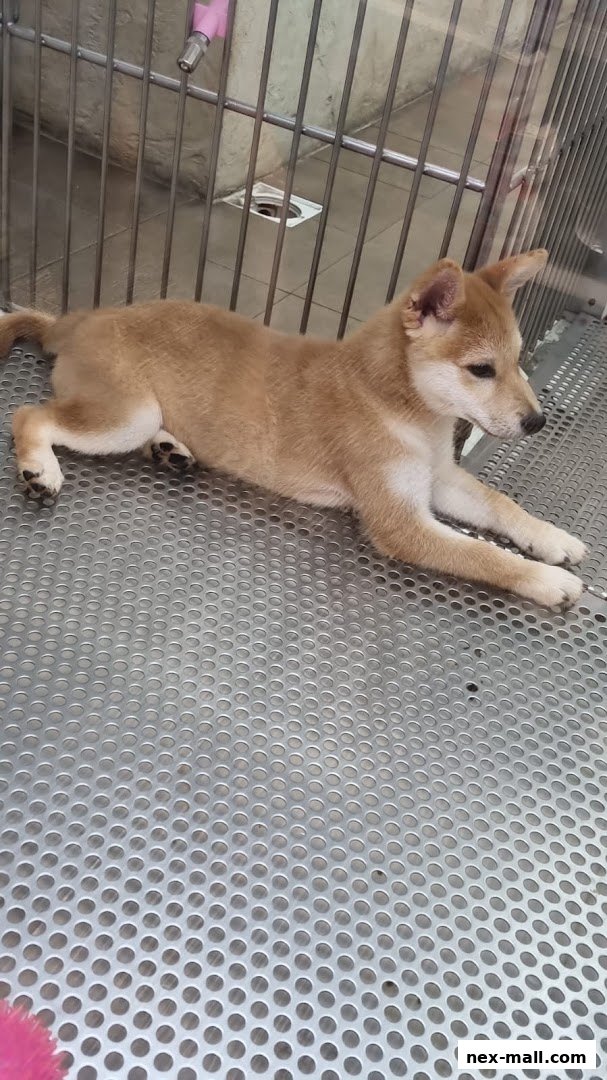 A young Shiba Inu puppy lies on a metal grate floor inside a pet enclosure.