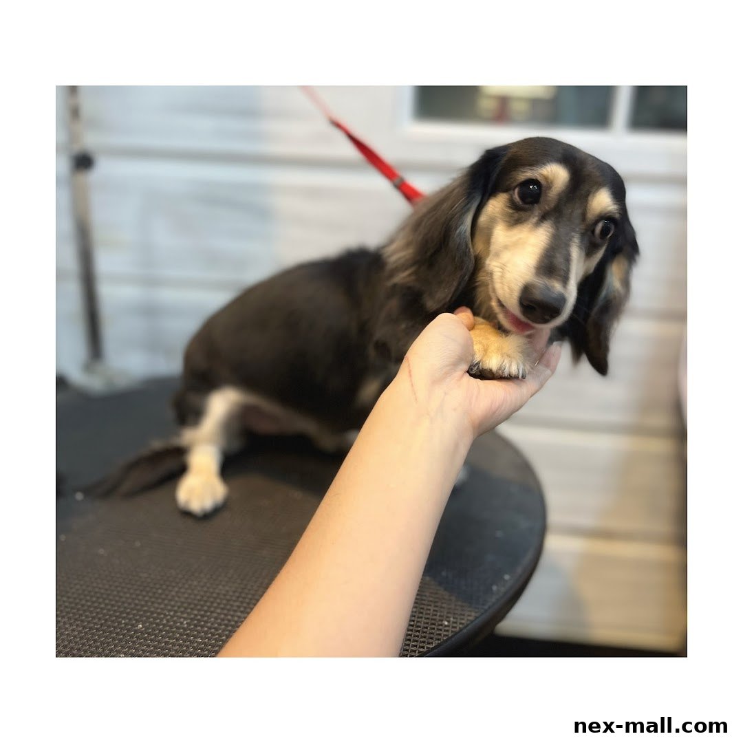 A dachshund dog is being held by a person's hand during grooming.