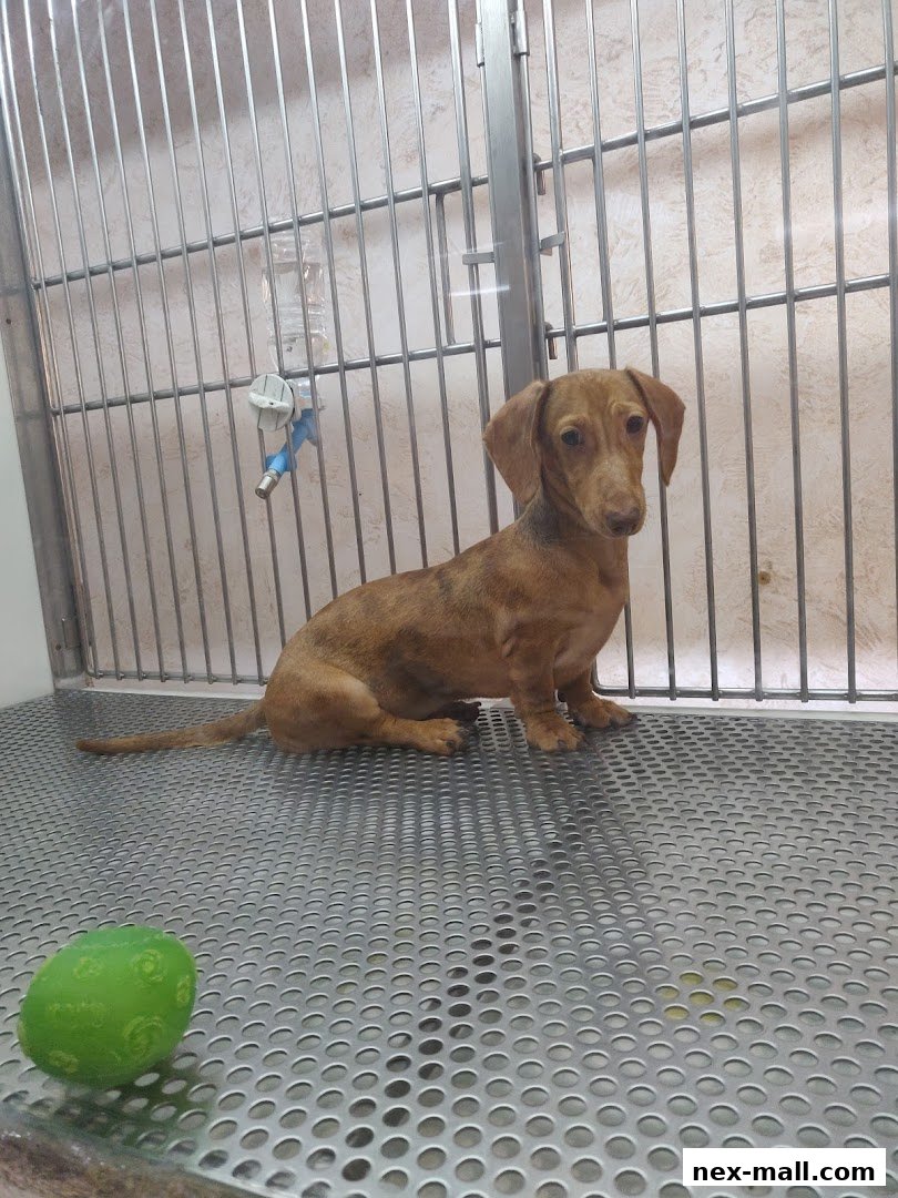 A small, brown dachshund puppy sits in a clean, metal enclosure with a water dispenser and a green toy.